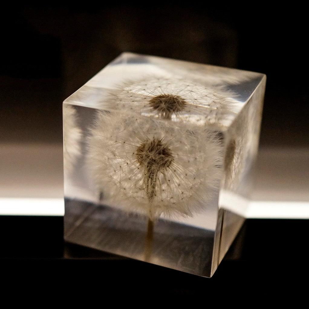 Dandelion Cube Light - Zen Zone Decor
